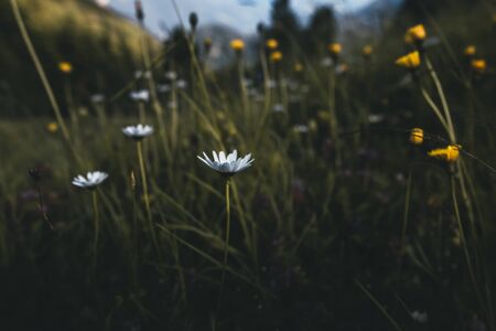 Italian flora - Badia, Italyの写真素材