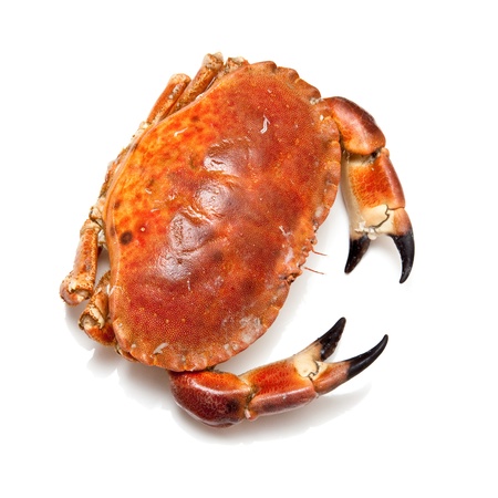 Cooked edible brown crab from the Orkney Isles, isolated on a white studio background.の写真素材