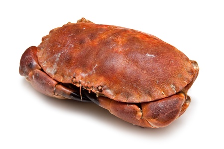 Cooked edible brown crab from the Orkney Isles, isolated on a white studio background.の写真素材