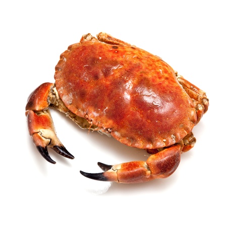 Cooked edible brown crab from the Orkney Isles, isolated on a white studio background.の写真素材