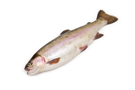 Whole rainbow trout  Oncorhynchus mykiss  fish isolated on a white studio background