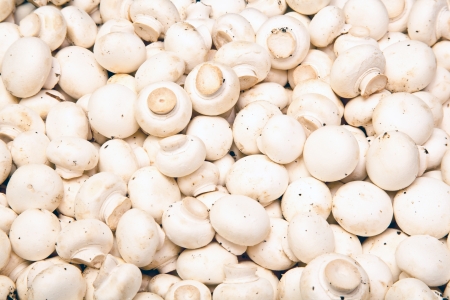 Button Mushrooms.の写真素材