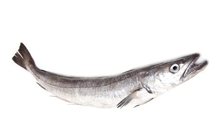 European Hake fish-Merluccius merluccius isolated on a white studio background.の写真素材