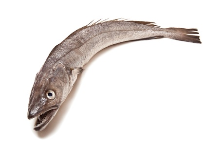 European Hake fish isolated on a white studio background.の写真素材