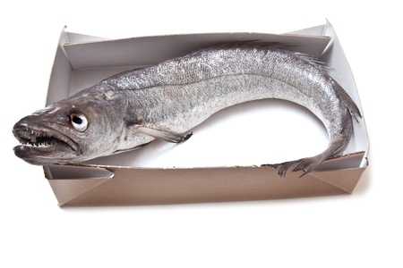 European Hake fish isolated on a white studio background.の写真素材