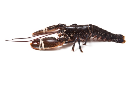Fresh lobster on a white studio background の写真素材