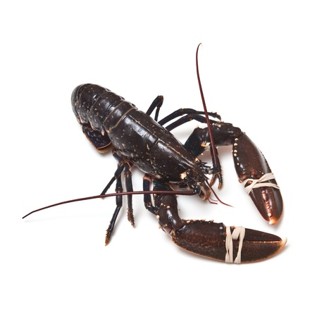 Fresh lobster (European Common)) isolated on a white studio background.の写真素材