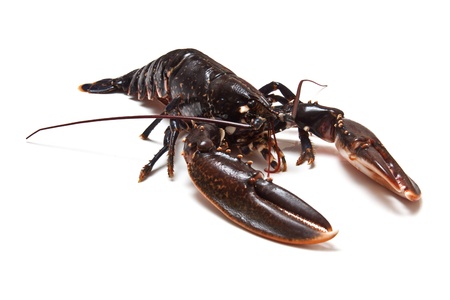 Fresh lobster on a white studio background の写真素材