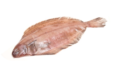Megrim or Cornish sole isolated on a white studio background.