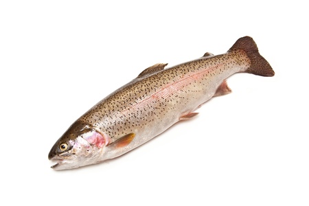 Whole rainbow trout (Oncorhynchus mykiss)fish isolated on a white studio background.の写真素材