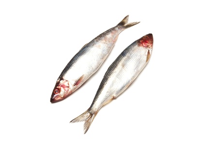 Freh herrings isolated on a white studio background.の写真素材