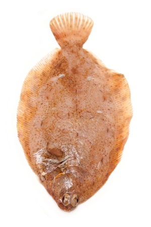 Lemon sole fish isolated on a white studio background.