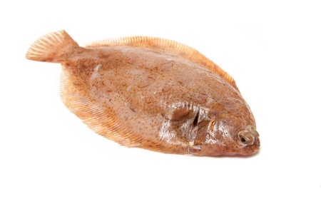 Lemon sole fish isolated on a white studio background.の写真素材