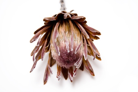 Dried protea flower の写真素材