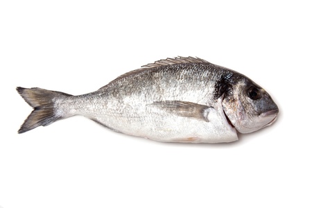Sea Bream or Dorado fish isolated on a white studio background.