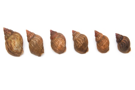 Uncooked fresh common whelks or sea snails isolated on a white studio background  Traditionally ...