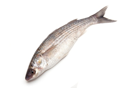 Grey Mullet or flathead mullet fish (Mugil cephalus) isolated on a white studio background.の写真素材
