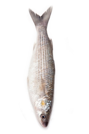 Grey Mullet or flathead mullet fish (Mugil cephalus) isolated on a white studio background.の写真素材