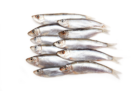 Sprats (Sprattus sprattus) a small oily fish isolated on a white 