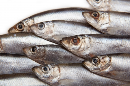 Sprats (Sprattus sprattus) a small oily fish isolated on a white の写真素材