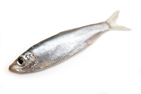 Sprats (Sprattus sprattus) a small oily fish isolated on a white の写真素材