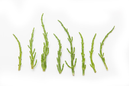 Marsh samphire isolated on a white studio background.の写真素材
