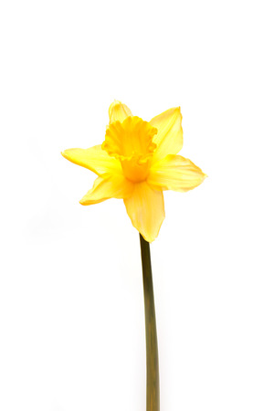 Daffodil isolated on a white studio background.の写真素材
