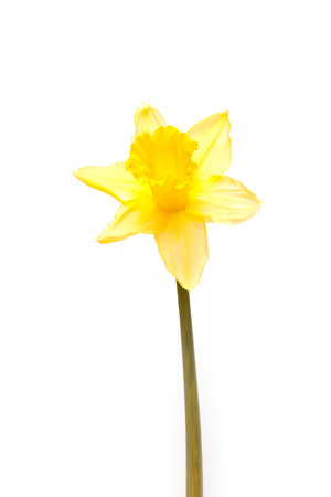 Daffodil isolated on a white studio background.の写真素材