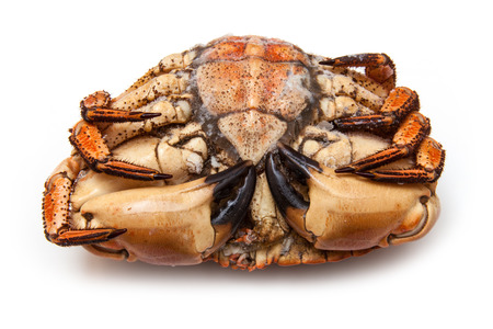Frozen cooked edible brown crab, isolated on a white studio.の写真素材