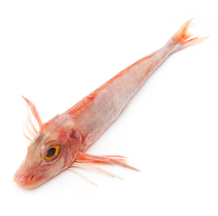 Gurnard fish isolated on a white studio background.の写真素材