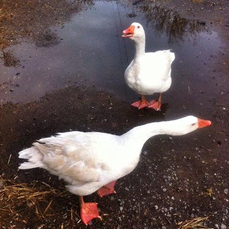 Farm yard geeseの素材