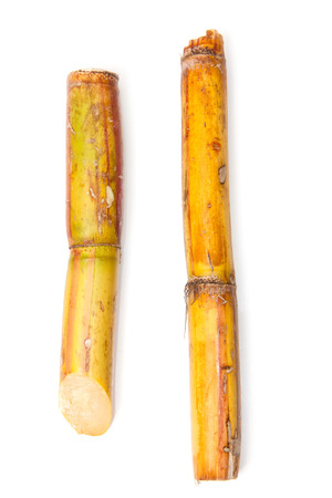 Fresh sugar cane isolated on a white studio background.の写真素材