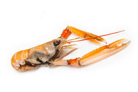 Langoustine  (Nephrops norvegicus),Dublin Bay Prawn or Norway Lobster ioslated on a white studio background.の写真素材