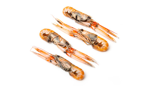 Langoustine  (Nephrops norvegicus),Dublin Bay Prawn or Norway Lobster ioslated on a white studio background.の写真素材