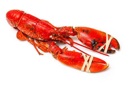 Cooked European common lobster isolated on a white studio background.の写真素材