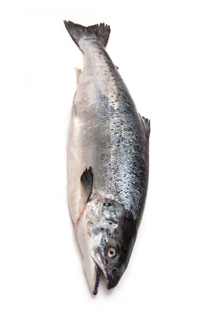 Scottish Atlantic Salmon (Salmo solar) whole fish, isolated on a white studio background.の写真素材