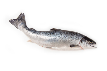 Scottish Atlantic Salmon (Salmo solar) whole fish, isolated on a white studio background.の写真素材