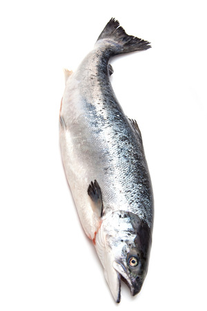 Scottish Atlantic Salmon (Salmo solar) whole fish, isolated on a white studio background.の写真素材
