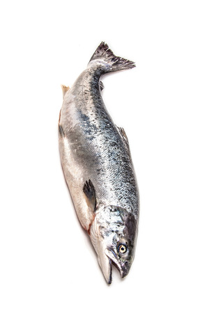Scottish Atlantic Salmon (Salmo solar) whole fish, isolated on a white studio background.の写真素材