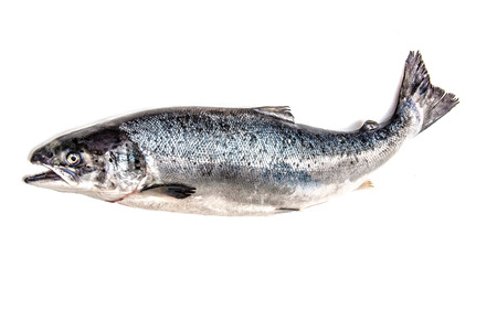 Scottish Atlantic Salmon (Salmo solar) whole fish, isolated on a white studio background.の写真素材