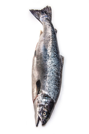 Scottish Atlantic Salmon (Salmo solar) whole fish, isolated on a white studio background.の写真素材