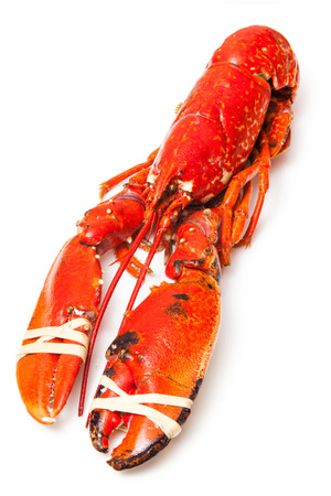 Cooked European common lobster isolated on a white studio background.の写真素材
