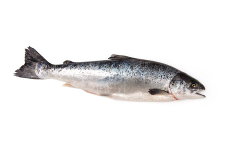 Scottish Atlantic Salmon (Salmo solar) whole fish, isolated on a white studio background.の写真素材