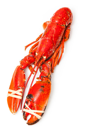 Cooked European common lobster isolated on a white studio background.の写真素材