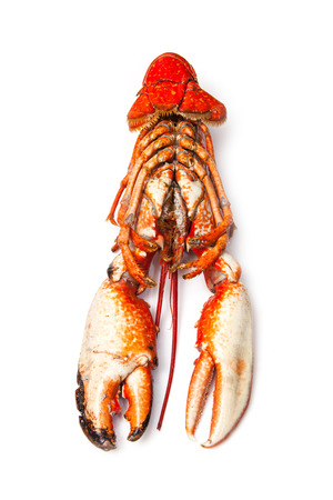 Cooked European common lobster isolated on a white studio background.の写真素材
