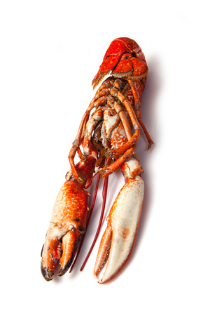 Cooked European common lobster isolated on a white studio background.の写真素材