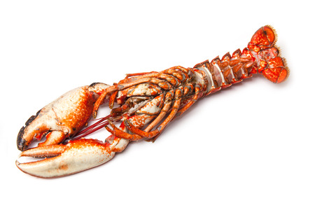 Cooked European common lobster isolated on a white studio background.の写真素材