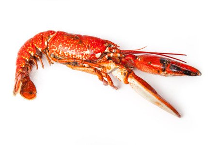 Cooked European common lobster isolated on a white studio background.の写真素材