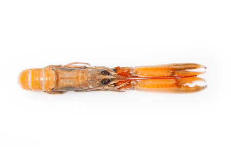Langoustine  (Nephrops norvegicus),Dublin Bay Prawn or Norway Lobster ioslated on a white studio background.の写真素材