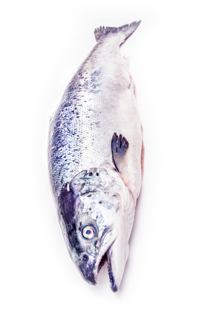 Scottish Atlantic Salmon (Salmo solar) whole fish, isolated on a white studio background.の写真素材